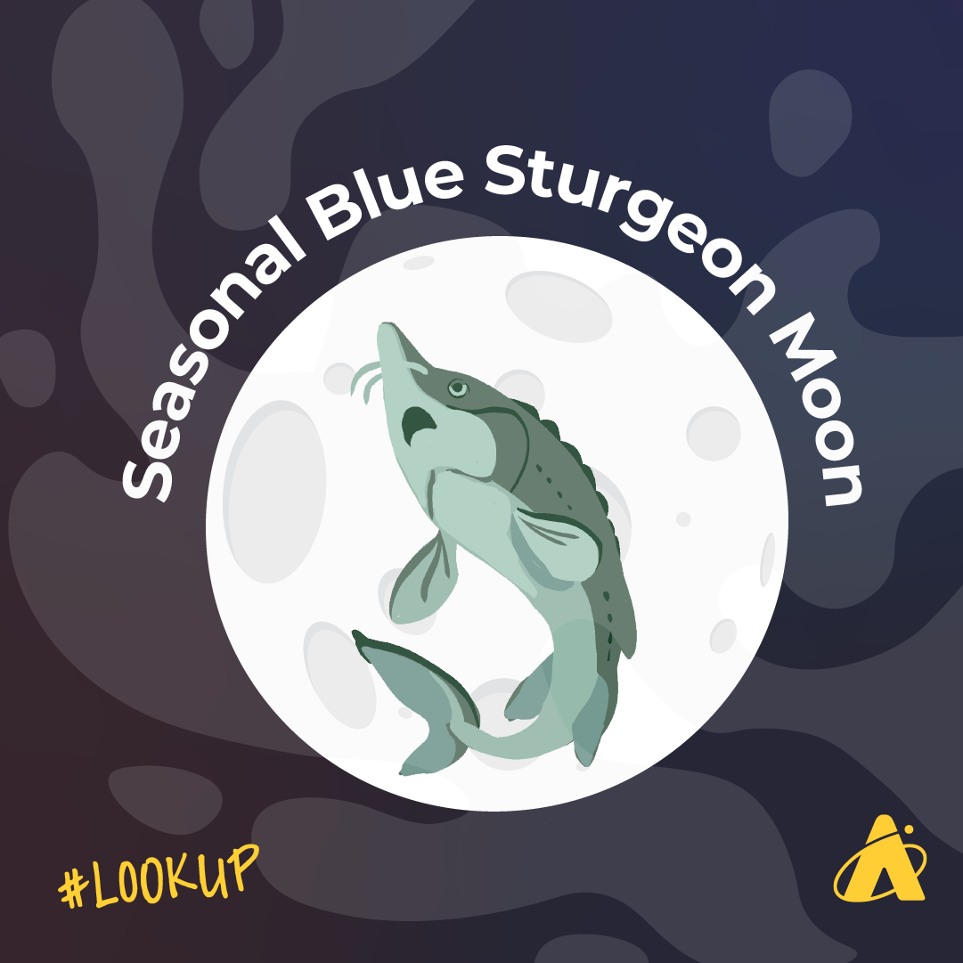 Adler Planetarium infographic depicting the seasonal blue sturgeon full Moon. The Moon appears with a greenish-gray sturgeon fish on its surface. A watery texture is on the dark blue background. The text “#LOOKUP” is in the bottom left corner and the Adler Planetarium’s logo is in the bottom right corner. 