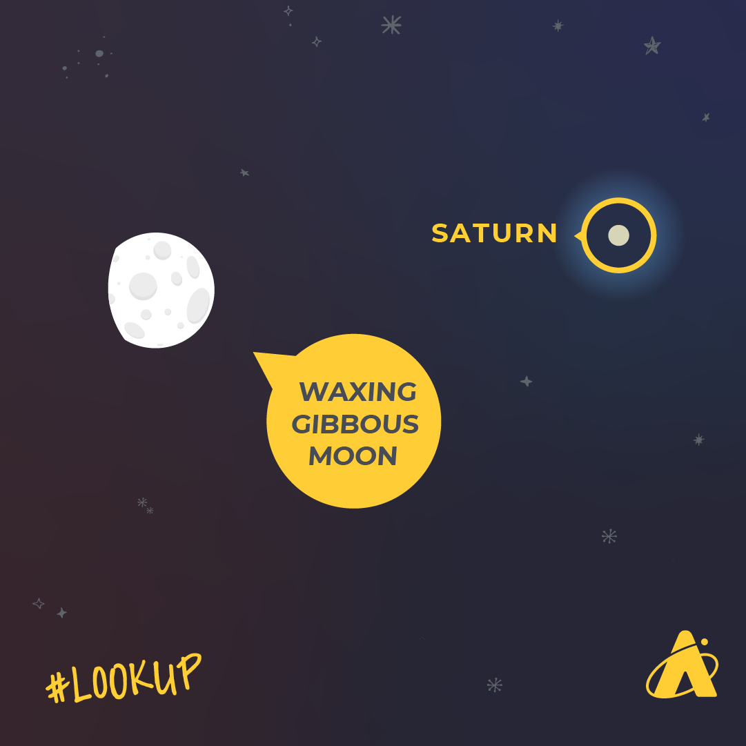 Adler Planetarium infographic depicting Saturn and the Moon in close proximity on October 14, 2024. Atop a dark blue starry night backdrop, a bright white dot with a yellow identifying circle that reads “SATURN” sits just to the right of an illustration of the Moon with a yellow identifying tag that reads “WAXING GIBBOUS MOON.” “#LOOK UP” is in the bottom left corner with the Adler Planetarium’s yellow logo in the bottom right corner.